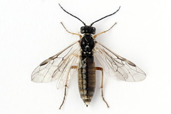 Tenthredopsis tessellata