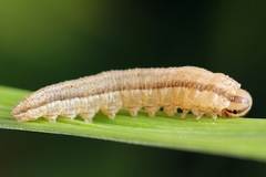 Tenthredopsis tessellata