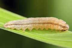 Tenthredopsis tessellata