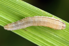 Tenthredopsis tessellata