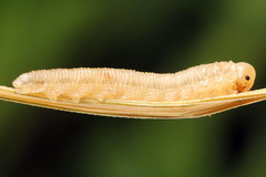 Tenthredopsis tessellata