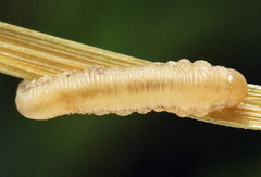 Tenthredopsis tessellata