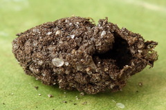 Tenthredopsis tessellata