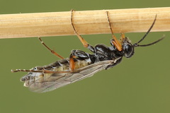 Tenthredopsis tessellata