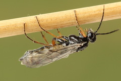 Tenthredopsis tessellata