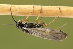 Tenthredopsis tessellata