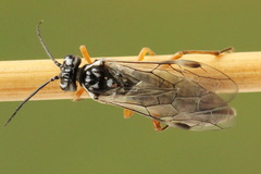 Tenthredopsis tessellata