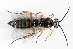 Tenthredopsis tessellata