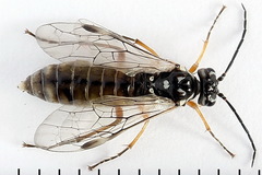 Tenthredopsis tessellata