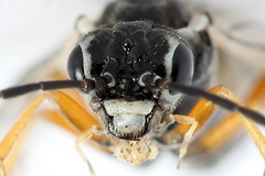 Tenthredopsis tessellata