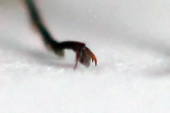 Tenthredopsis tessellata