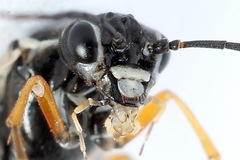 Tenthredopsis tessellata