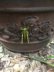 Schistocerca obscura