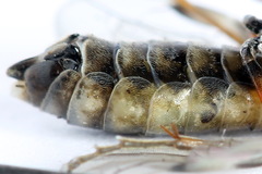 Tenthredopsis tessellata