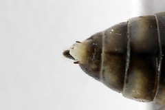 Tenthredopsis tessellata