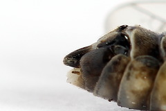 Tenthredopsis tessellata