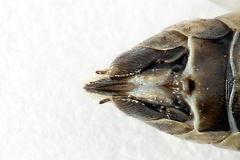 Tenthredopsis tessellata