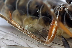 Tenthredopsis tessellata