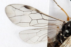 Tenthredopsis tessellata