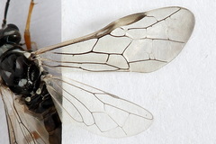 Tenthredopsis tessellata