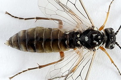 Tenthredopsis tessellata