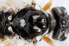 Tenthredopsis tessellata