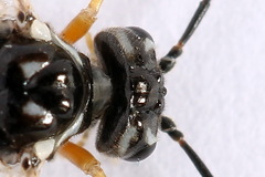 Tenthredopsis tessellata
