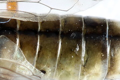 Tenthredopsis tessellata