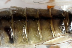 Tenthredopsis tessellata