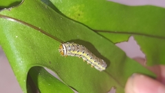 Argyrosticta decumana