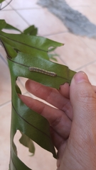 Argyrosticta decumana