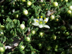 Asparagus stipulaceus