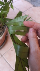 Argyrosticta decumana