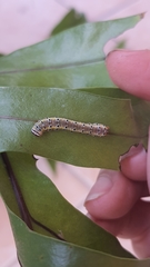 Argyrosticta decumana