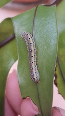 Argyrosticta decumana