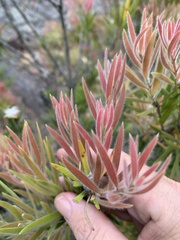 Melaleuca pearsonii
