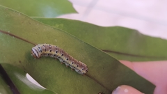 Argyrosticta decumana