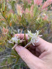 Melaleuca pearsonii