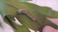Argyrosticta decumana