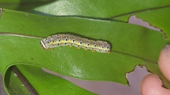 Argyrosticta decumana
