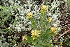 Penaea cneorum gigantea