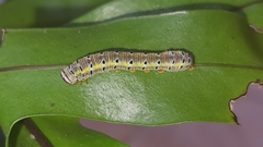 Argyrosticta decumana