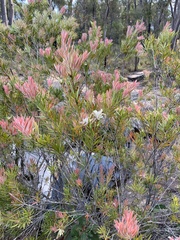 Melaleuca pearsonii