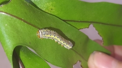 Argyrosticta decumana