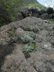 Lavandula buchii