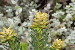 Penaea cneorum gigantea