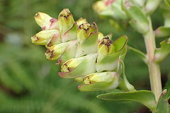 Penaea cneorum gigantea