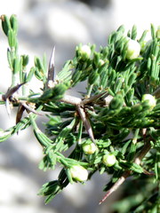 Asparagus stipulaceus