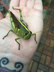 Schistocerca obscura