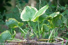 Hosta ventricosa